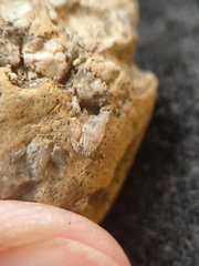 SRL94 Rugose Coral cf. Acinophyllum