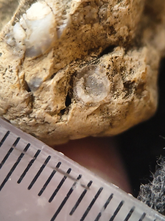 SRL94 Rugose Coral cf. Acinophyllum