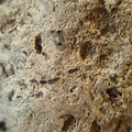 SRL99 Bioeroded fossiliferous limestone with indet. shell fragments