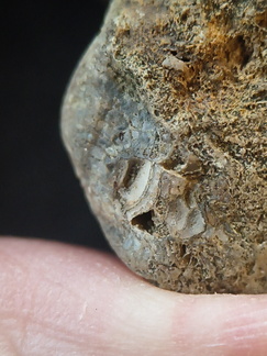 SRL99 Bioeroded fossiliferous limestone with indet. shell fragments