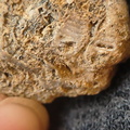 SRL99 Bioeroded fossiliferous limestone with indet. shell fragments