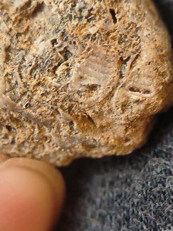 SRL99 Bioeroded fossiliferous limestone with indet. shell fragments