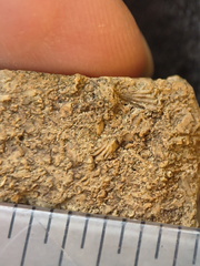 SRL101 Cornulitid, Bryozoa, and Brachiopod Bioclastic Packstone