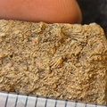 SRL101 Cornulitid, Bryozoa, and Brachiopod Bioclastic Packstone
