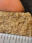 SRL101 Cornulitid, Bryozoa, and Brachiopod Bioclastic Packstone