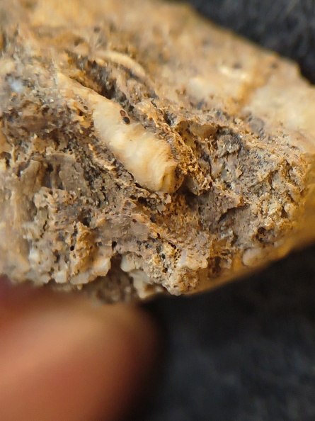 SRL101 Cornulitid, Bryozoa, and Brachiopod Bioclastic Packstone