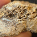 SRL101 Cornulitid, Bryozoa, and Brachiopod Bioclastic Packstone