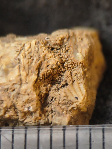 SRL101 Cornulitid, Bryozoa, and Brachiopod Bioclastic Packstone