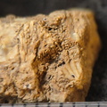 SRL101 Cornulitid, Bryozoa, and Brachiopod Bioclastic Packstone