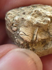 SRL106 Fenestella sp. Bryozoan 