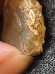 SRL106 Fenestella sp. Bryozoan 