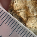 SRL106 Fenestella sp. Bryozoan 