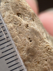 SRL110 Crinoid Impressions