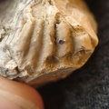 SRL100 Coral, Crinoid, Brachiopod 