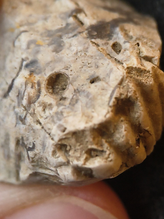 SRL100 Coral, Crinoid, Brachiopod 