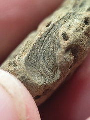 SRL179 Trepostome Bryozoa, Orthid Brachiopods and Crinoid Bits