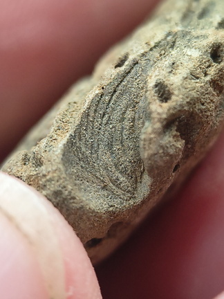 SRL179 Trepostome Bryozoa, Orthid Brachiopods and Crinoid Bits