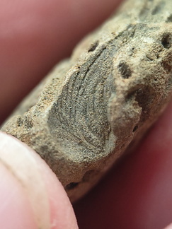 SRL179 Trepostome Bryozoa, Orthid Brachiopods and Crinoid Bits