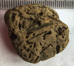 SRL179 Trepostome Bryozoa, Orthid Brachiopods and Crinoid Bits