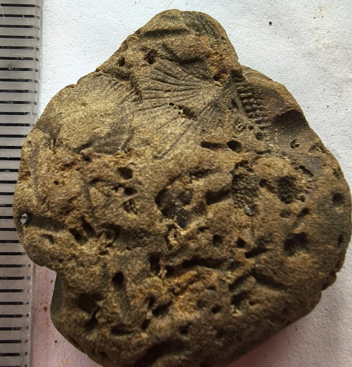 SRL179 Trepostome Bryozoa, Orthid Brachiopods and Crinoid Bits