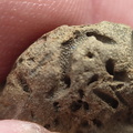 SRL179 Trepostome Bryozoa, Orthid Brachiopods and Crinoid Bits