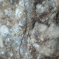 LE76 Crinoid, Bryozoa, Brachiopod