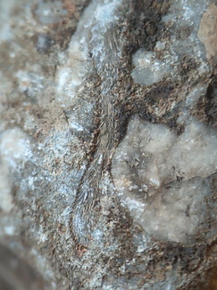 LE76 Crinoid, Bryozoa, Brachiopod