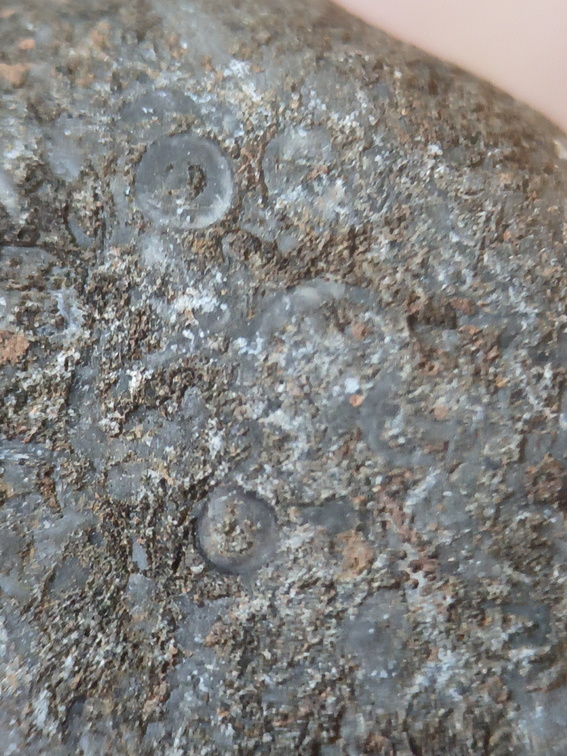 LE76 Crinoid, Bryozoa, Brachiopod