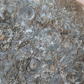 LE76 Crinoid, Bryozoa, Brachiopod