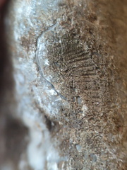 LE76 Crinoid, Bryozoa, Brachiopod
