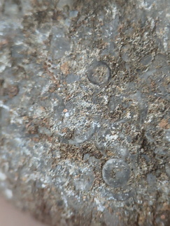 LE76 Crinoid, Bryozoa, Brachiopod