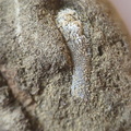 RR24 Trepostome Bryozoan and Crinoid Bits