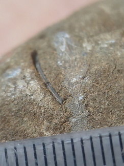 RR24 Trepostome Bryozoan and Crinoid Bits