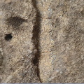 RR24 Trepostome Bryozoan and Crinoid Bits