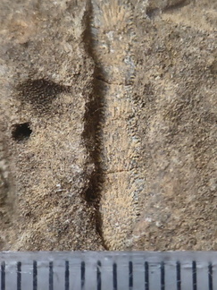 RR24 Trepostome Bryozoan and Crinoid Bits