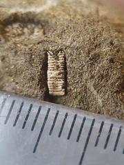 RR24 Trepostome Bryozoan and Crinoid Bits