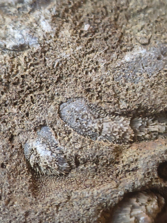 RR24 Trepostome Bryozoan and Crinoid Bits