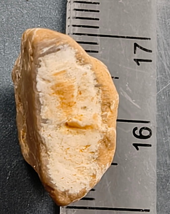 SRL29 Brachiopod Shell 