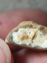 SRL29 Brachiopod Shell 