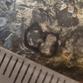 RR21 Brachiopod, bryozoan, gastropod mix