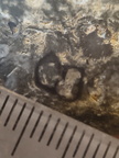 RR21 Brachiopod, bryozoan, gastropod mix
