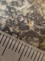 RR21 Brachiopod, bryozoan, gastropod mix