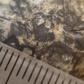 RR21 Brachiopod, bryozoan, gastropod mix