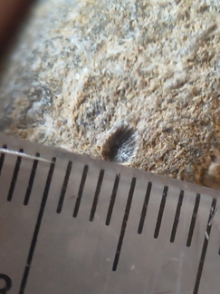 RR21 Brachiopod, bryozoan, gastropod mix