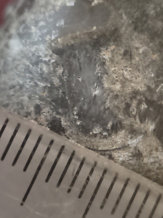 RR21 Brachiopod, bryozoan, gastropod mix