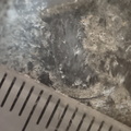 RR21 Brachiopod, bryozoan, gastropod mix