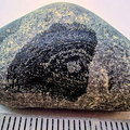 LE112 Placoderm Segments, possibly Protitanichthys or Bothriolepis r 
