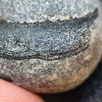 LE112 Placoderm Segments, possibly Protitanichthys or Bothriolepis r 