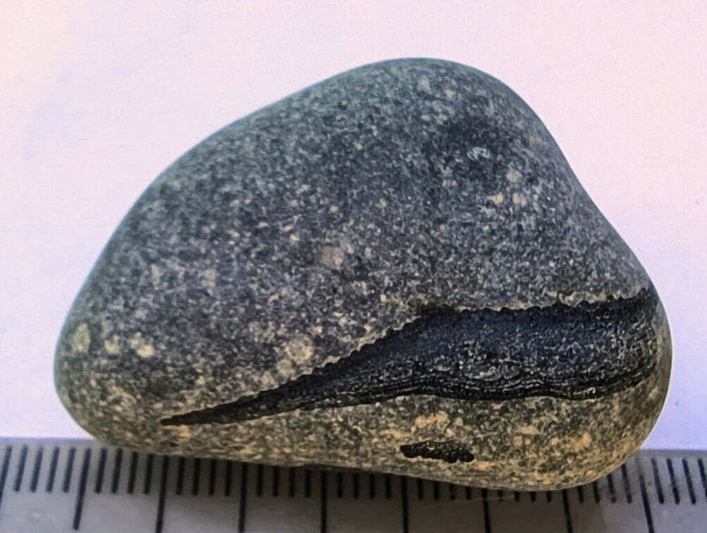 LE112 Placoderm Segments, possibly Protitanichthys or Bothriolepis r 