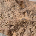 SRL43 Bryozoan and Brachiopod Impressions 